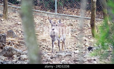 Ein weibliches sika-Reh (Cervus nippon) in einem Zoo isst gefallene Blätter. Auch bekannt als gefleckter Hirsch, eine Art von Hirschen, die in weiten Teilen Ostasiens heimisch ist. Stockfoto