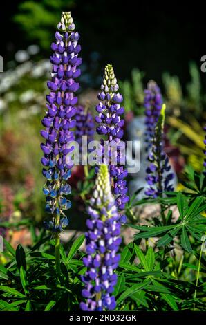 Lupin (Lupinus polyphyllus) in garden, Sant Feliu de Codines, Barcelona, Spain Stock Photo