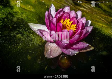 Rote Seerose (Nymphaea nouchali) Stockfoto