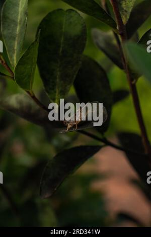 Lebendige Makrofotografie: Nahaufnahme von Leaf und grünem Grashüpfer auf Leaf Stockfoto