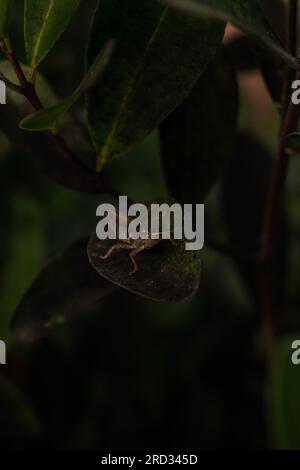 Lebendige Makrofotografie: Nahaufnahme von Leaf und grünem Grashüpfer auf Leaf Stockfoto