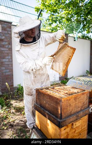 18. Juli 2023, Berlin: Der städtische Imker Norman Linke hebt einen Rahmen mit Waben aus dem Bienenstock in den Imkereianlagen des BVG-Depots in Lichtenberg. Seit mehreren Jahren leben mehrere Bienenvölker auf dem Gelände der Berliner Verkehrsbetriebe (BVG) - in diesen Tagen beginnen die Imker mit der Sommerernte des Honigs. Der Honig wird dann in der BVG-Kantine extrahiert, wie das Unternehmen angekündigt hat. Jedes Jahr werden etwa 3000 Gläser abgenommen. Etwa ein Dutzend Bienenkolonien mit jeweils etwa 50.000 Tieren leben auf dem BVG-Grundstück in der Siegfriedstraße in Lichtenberg sowie in Neukölln und Karls Stockfoto