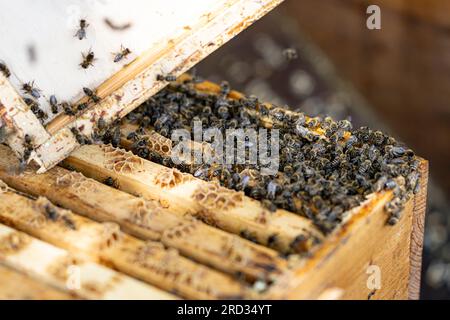 Berlin, Deutschland. 18. Juli 2023. Bienen klettern aus einem Bienenstock in den Imkereianlagen des BVG-Depots Lichtenberg. Die Bienen erzeugen bis zu 3000 Gläser BVG-Honig pro Jahr. Kredit: Fabian Sommer/dpa/Alamy Live News Stockfoto