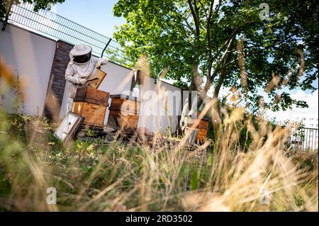 18. Juli 2023, Berlin: Norman Linke, städtischer Imker, hebt einen Rahmen mit Waben aus dem Bienenstock in den Imkereianlagen des BVG-Depots in Lichtenberg.seit mehreren Jahren leben mehrere Bienenvölker auf dem Grundstück der Berliner Verkehrsbetriebe (BVG) - heute beginnen die Imker mit der Honigernte im Sommer. Der Honig wird dann in der BVG-Kantine gesponnen, wie das Unternehmen angekündigt hat. Jedes Jahr werden etwa 3000 Gläser abgenommen. Etwa ein Dutzend Bienenkolonien mit jeweils etwa 50.000 Tieren leben auf dem BVG-Grundstück in der Siegfriedstraße in Lichtenberg sowie in Neukölln und Karlshorst. Stockfoto