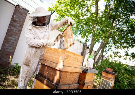 Berlin, Deutschland. 18. Juli 2023. Der städtische Imker Norman Linke hebt die Rahmen mit Waben aus dem Bienenstock in den Imkereianlagen des BVG Depot in Lichtenberg. Die Bienen erzeugen bis zu 3000 Gläser BVG-Honig pro Jahr. Kredit: Fabian Sommer/dpa/Alamy Live News Stockfoto