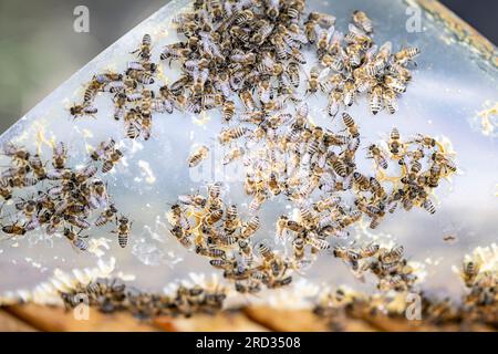 Berlin, Deutschland. 18. Juli 2023. Bienen klettern aus einem Bienenstock in den Imkereianlagen des BVG-Depots Lichtenberg. Die Bienen erzeugen bis zu 3000 Gläser BVG-Honig pro Jahr. Kredit: Fabian Sommer/dpa/Alamy Live News Stockfoto