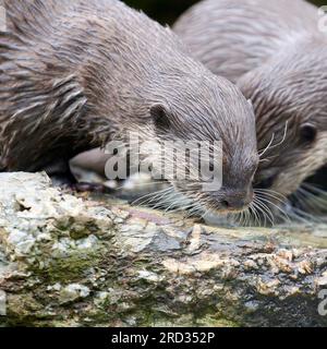 Asiatische Kleinkrallen-Otter Stockfoto