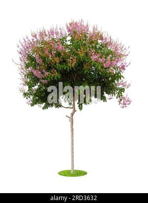 Lagerstroemia floribunda, auch bekannt als Thai Crape Myrtle und kedah Bungor isoliert auf weißem Hintergrund. Stockfoto