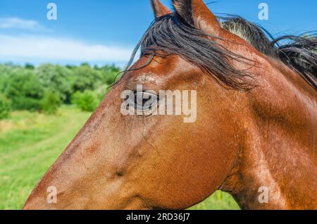 Kopf des braunen Pferdes, Nahauge auf der Weide Stockfoto