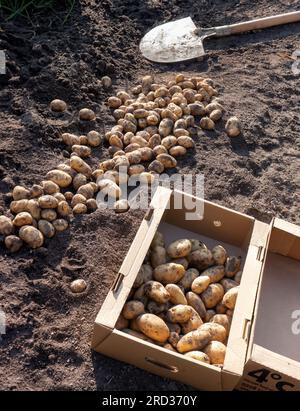 KARTOFFELERNTE Ernte Box Box Kartoffeln 'Nicola' (Solanum tuberosum) eine beliebte Sorte neue Kartoffeln mit vollem Geschmack, ideal zum Kochen und Salaten Stockfoto