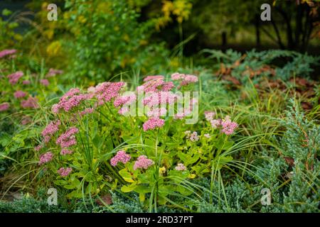 Blühende rosa Spiraea-Blumen im Herbstgarten. Schönheit in der herbstlichen Natur. Stockfoto
