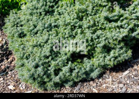 Picea omorika, Serbische Fichte, Miniatur, Fichte, Baum Picea omorika „Treblitzsch“ Stockfoto