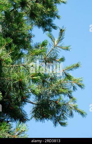 Mexikanische Weiße Kiefer, Baum, Pinus strobiformis, Zweige, Laub, Kiefer, Nadeln, Pino Blanco Stockfoto