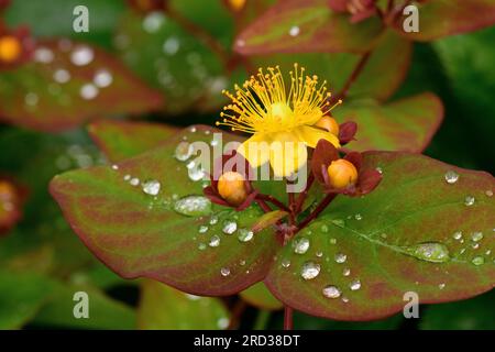 Tutsan (Hypericum androsaemum), Blumen und Früchte nach Regen Stockfoto