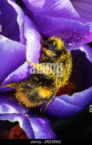 Bumblebee (Bombus terrestris) mit Pollen auf Crocus-Blüte bedeckt Stockfoto