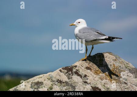 Sturmmöwe (Larus canus) in der Ruhestellung Stockfoto