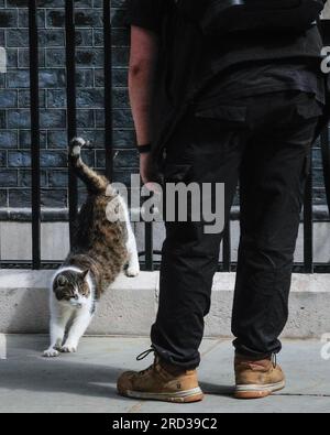 London, Großbritannien. 18. Juli 2023. Larry, die Katze der Downing Street und Chefmouserminister und Politiker der britischen Konservativen Partei in der Sunak-Regierung kommen zu der wöchentlichen Kabinettssitzung. Dies wird wahrscheinlich das letzte Kabinett vor der Parlamentspause sein. Kredit: Imageplotter/Alamy Live News Stockfoto