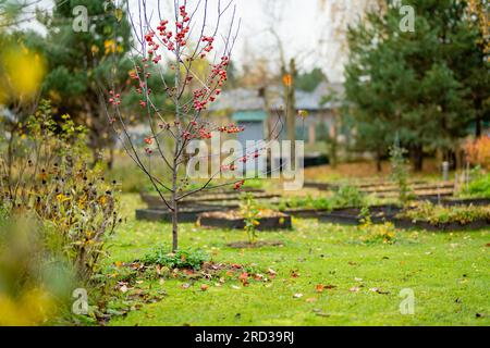 Kleine rote Paradiesäpfel auf einem Ast am Herbsttag. Herbstobst, Ernte- und Erntekonzept. Stockfoto