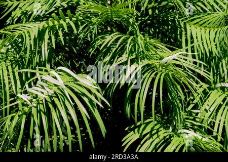 Wollemia, Foliage, Wollemia nobilis, Grün, lebendes Fossil, Wollemi Pine Stockfoto