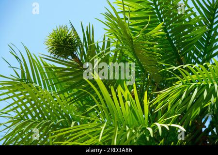 Gefährdeter Baum, Wollemia nobilis, Kegel, Australier, Ureinwohner, Baum, Wollemi Pine, lebendes Fossil Stockfoto