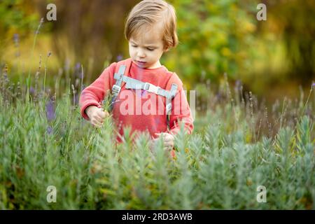 Lustiger kleiner Junge, der an einem sonnigen Herbsttag draußen Spaß hat. Kind erforscht die Natur. Ein Kind, das in einem Stadtpark spielt. Herbstaktivitäten für kleine Kinder. Stockfoto