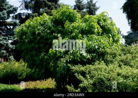 Liquidambar styraciflua 'Gumball Stockfoto