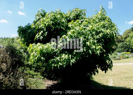Amerikanisches Süßgum, Liquidambar styraciflua „Gumball“ Stockfoto