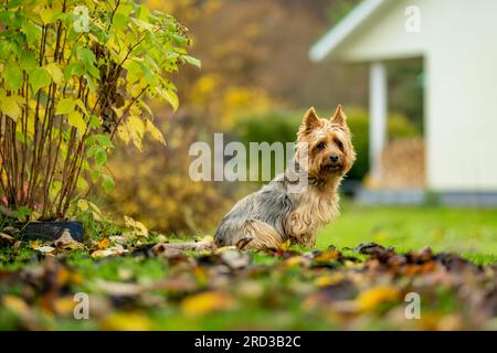 Pädiatrischer australischer Terrier Dog, der Spaß im Spätherbstgarten hat. Herbstporträt eines reinrassigen, typisch australischen Terrier. Stockfoto