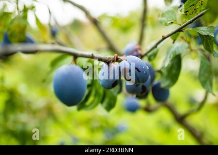 Purpurrote Pflaumen auf einem Ast im Obstgarten. Ernte von reifen Früchten am Herbsttag. Eigener Anbau von Obst und Gemüse auf einem Gehöft. Gartenarbeit und li Stockfoto