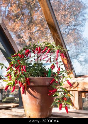 CHILIS GREENHOUSE AUTUMN Red Apache Gemüsechilis Chilischoten (Capsicum annum) in einem traditionellen Terrakottatopf gegossen und in einem sonnigen traditionellen Holzgewächshaus mit herbstlichem Baum im Hintergrund betrachtet Stockfoto