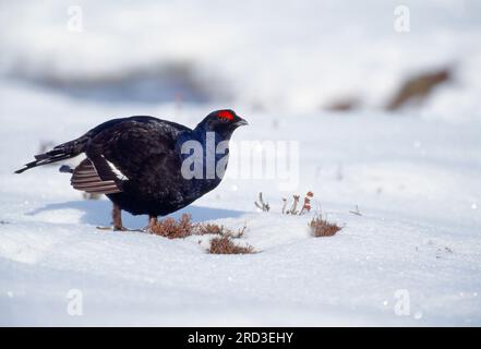 Schwarzhühner (Tetrao tetrix), männlich am Lean im späten Schneefall, Spey Valley, Speyside, Cairngorms National Park, Schottland, April 2002 Stockfoto