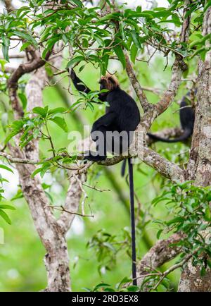 Grüne Schätze enthüllt: Majestätische Nilgiri Langurs und Löwenschwanzmakaken durchstreifen frei in Keralas unberührtem Parambikulam Tiger Reserve! Stockfoto