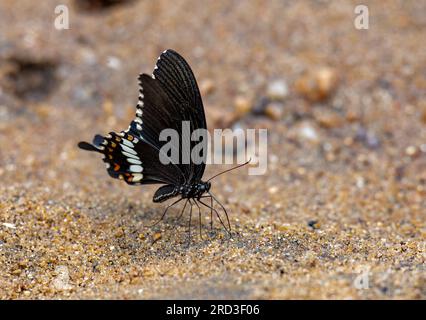 Enthüllung der Kunstfertigkeit der Natur: Die fesselnde Mimik des gemeinen MormonenSchmetterlings Stockfoto