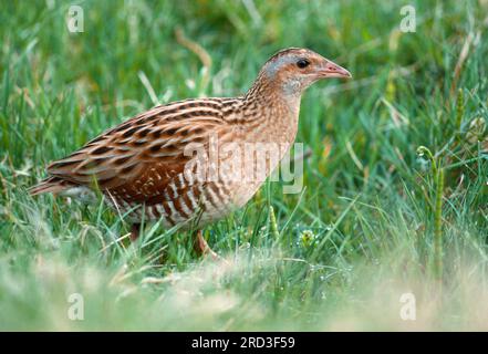 Corncrake (Crex crex), RSPB Balranald Nature Reserve, North Uist, Outer Hebrides, Schottland, Mai 1988 Stockfoto