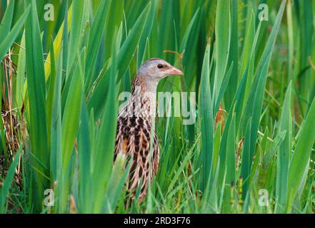 Corncrake (Crex crex), skulking in Irisbett, RSPB Balranald Nature Reserve, North Uist, Äußere Hebriden, Schottland, Mai 1988 Stockfoto