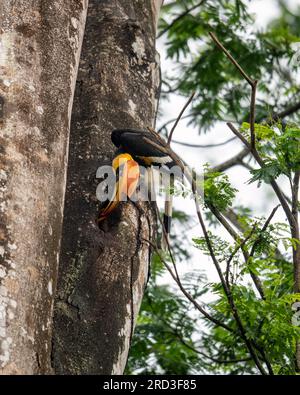 Erkunden Sie das bezaubernde Great Indian Hornbill: Nisten und füttern Sie inmitten von Nelliampathis grünem Paradies Stockfoto