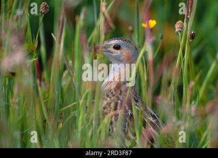 Corncrake (Crex Crex), versteckt in Wiesenflora im RSPB Nature Reserve in Balranald, North Uist, Schottland, Juni 2003 Stockfoto