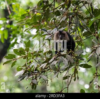 Grüne Schätze enthüllt: Majestätische Nilgiri Langurs und Löwenschwanzmakaken durchstreifen frei in Keralas unberührtem Parambikulam Tiger Reserve! Stockfoto