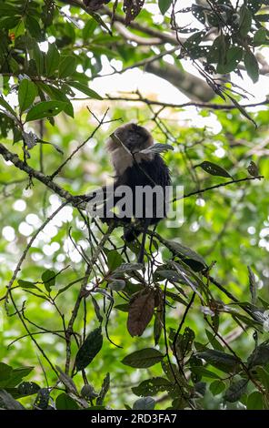 Grüne Schätze enthüllt: Majestätische Nilgiri Langurs und Löwenschwanzmakaken durchstreifen frei in Keralas unberührtem Parambikulam Tiger Reserve! Stockfoto