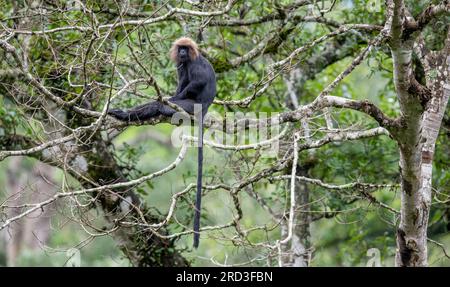 Grüne Schätze enthüllt: Majestätische Nilgiri Langurs und Löwenschwanzmakaken durchstreifen frei in Keralas unberührtem Parambikulam Tiger Reserve! Stockfoto