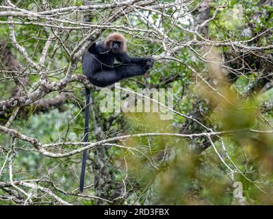 Grüne Schätze enthüllt: Majestätische Nilgiri Langurs und Löwenschwanzmakaken durchstreifen frei in Keralas unberührtem Parambikulam Tiger Reserve! Stockfoto