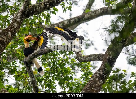 Erkunden Sie das bezaubernde Great Indian Hornbill: Nisten und füttern Sie inmitten von Nelliampathis grünem Paradies Stockfoto