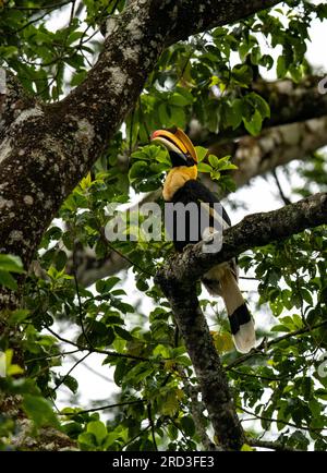 Erkunden Sie das bezaubernde Great Indian Hornbill: Nisten und füttern Sie inmitten von Nelliampathis grünem Paradies Stockfoto