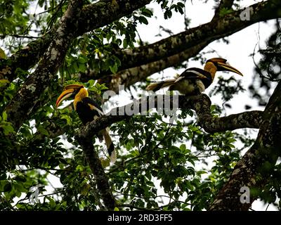 Erkunden Sie das bezaubernde Great Indian Hornbill: Nisten und füttern Sie inmitten von Nelliampathis grünem Paradies Stockfoto