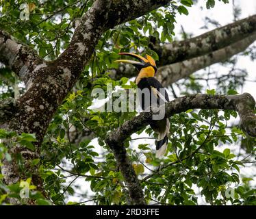 Erkunden Sie das bezaubernde Great Indian Hornbill: Nisten und füttern Sie inmitten von Nelliampathis grünem Paradies Stockfoto