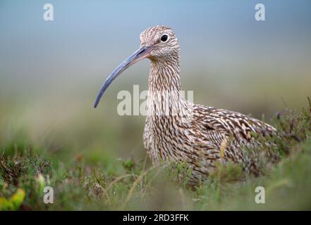 Curlew (Numenius arquata)-Vogel kehrt zum Nest im Heidemoor zurück, Lammermuir Hills, Berwickshire, Schottland, Mai 2004 Stockfoto
