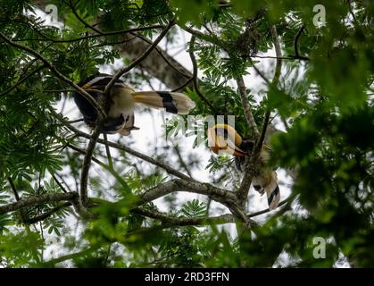 Erkunden Sie das bezaubernde Great Indian Hornbill: Nisten und füttern Sie inmitten von Nelliampathis grünem Paradies Stockfoto