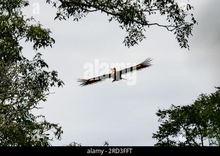 Erkunden Sie das bezaubernde Great Indian Hornbill: Nisten und füttern Sie inmitten von Nelliampathis grünem Paradies Stockfoto