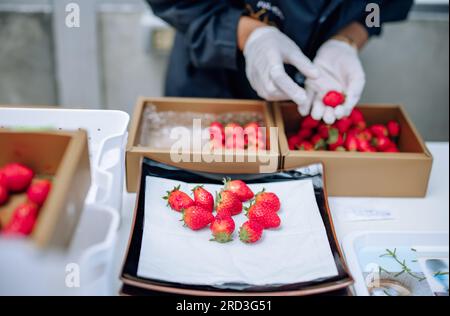 Eine revolutionäre und fortschrittliche automatisierte Erdbeerfarm für den Innenbereich bietet ganzjährig hohe Erträge. Regelt effizient Klima, Temperatur, Luftfeuchtigkeit, ein Stockfoto