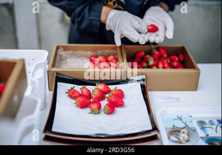 Eine revolutionäre und fortschrittliche automatisierte Erdbeerfarm für den Innenbereich bietet ganzjährig hohe Erträge. Regelt effizient Klima, Temperatur, Luftfeuchtigkeit, ein Stockfoto